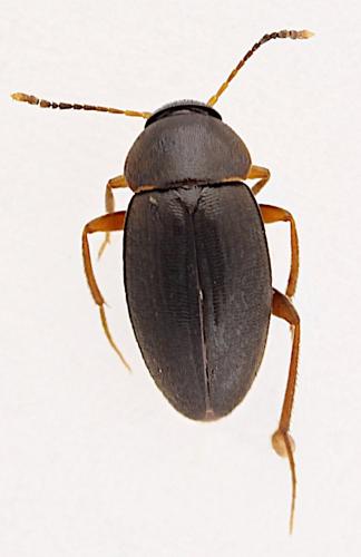 Anemadus acicularis